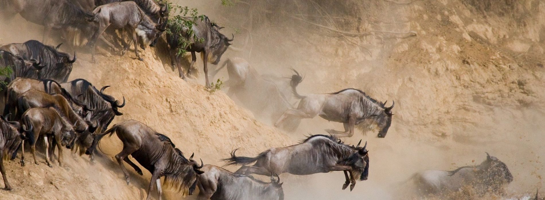 serengeti wildebeest migration