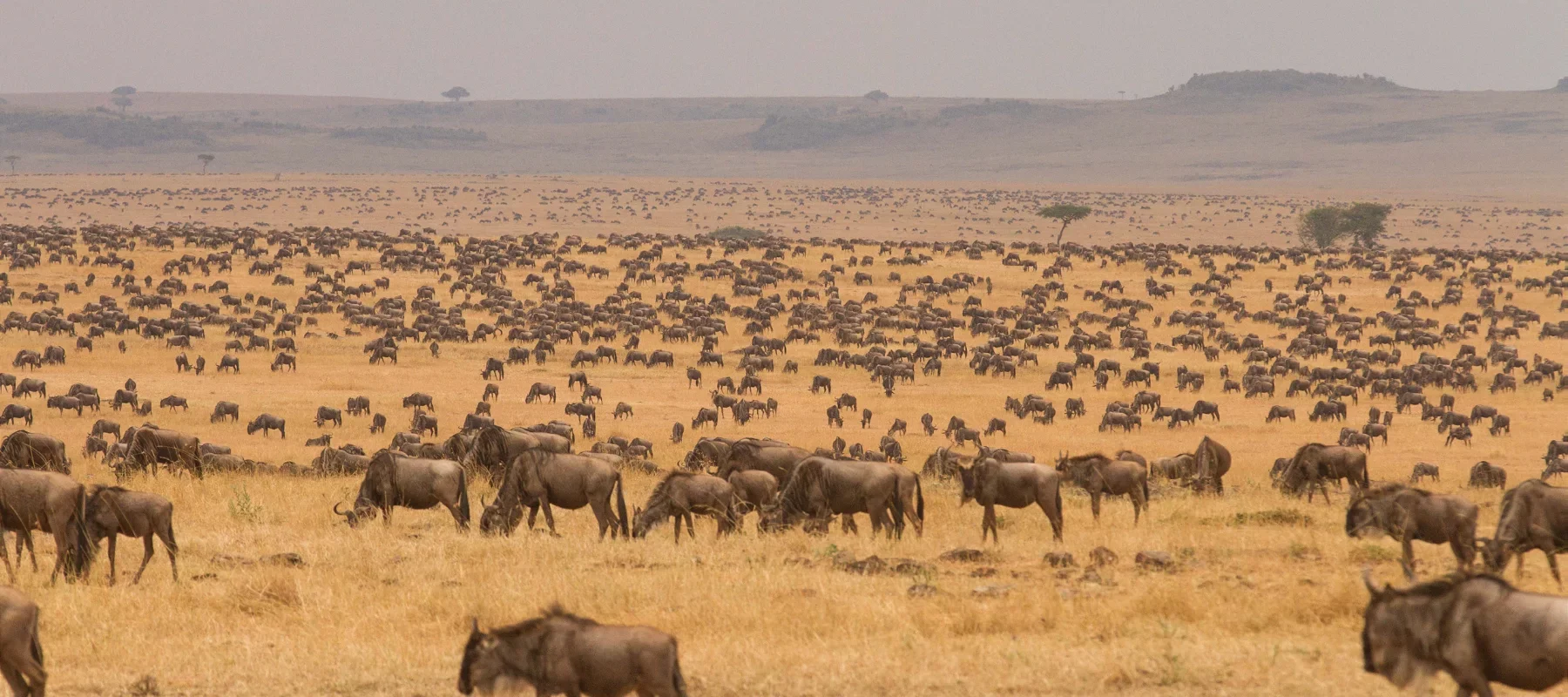 serengeti-plains