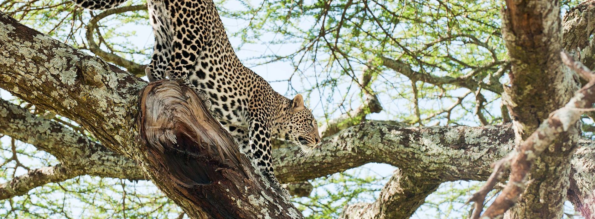 Leopard in Serengeti National Park Tanzania, Wildlife Safari